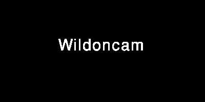 wildoncam|WildOnCam .